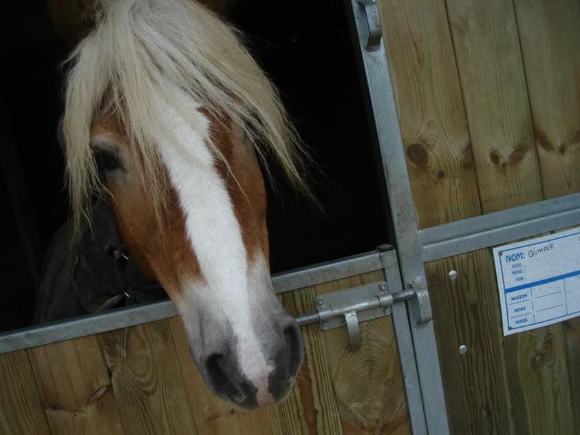 Cheval à la porte de son box à la pension de Villethierry