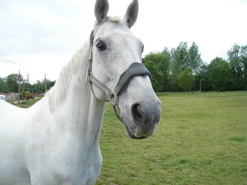Cheval gris en pension au pré à Villethierry dans l'Yonne