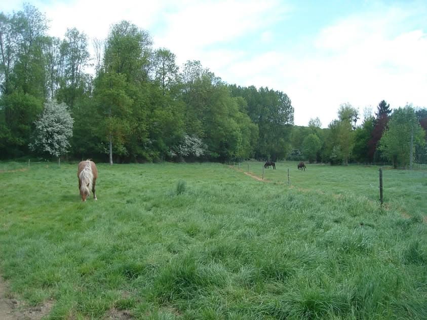Chevaux en pension au pré sur les prairies de la Ferme des Bergeries à Villethierry